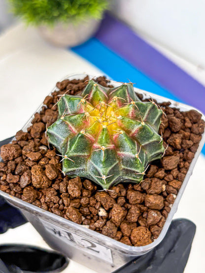 Gymnocalycium Neon (gy16) (12) | Variegated cactus