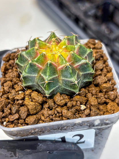Gymnocalycium Neon (gy16) (12) | Variegated cactus