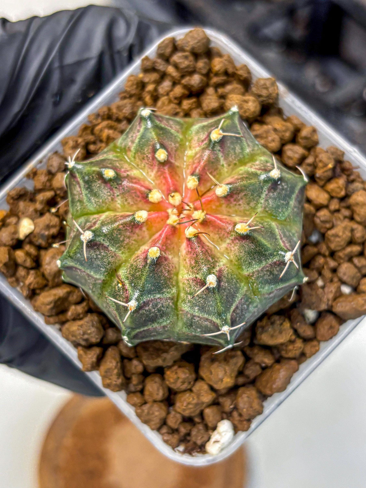 Gymnocalycium Neon (gy16) (13) | Variegated cactus