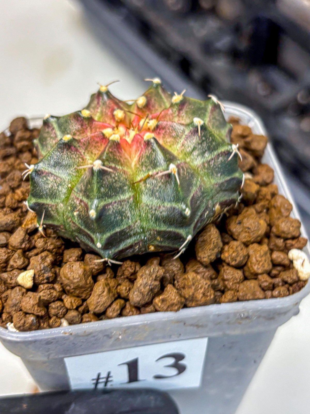 Gymnocalycium Neon (gy16) (13) | Variegated cactus