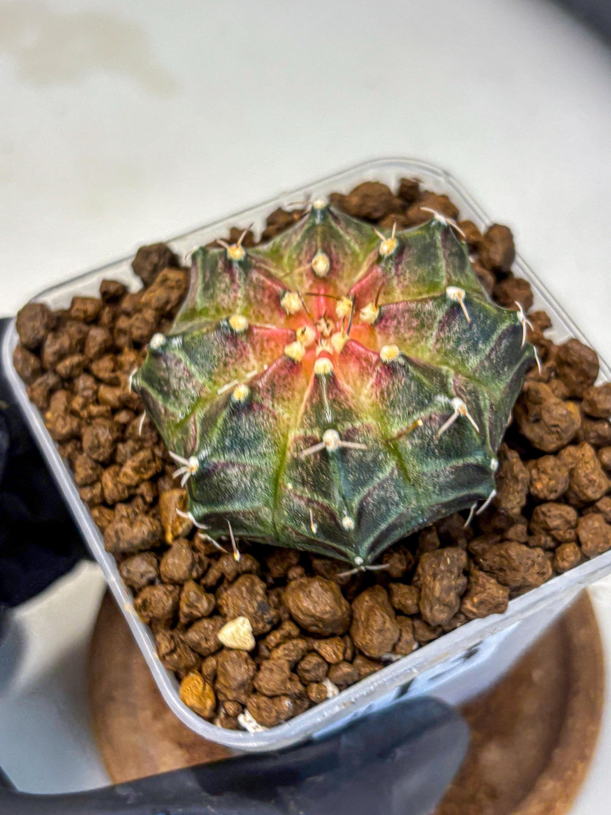 Gymnocalycium Neon (gy16) (13) | Variegated cactus