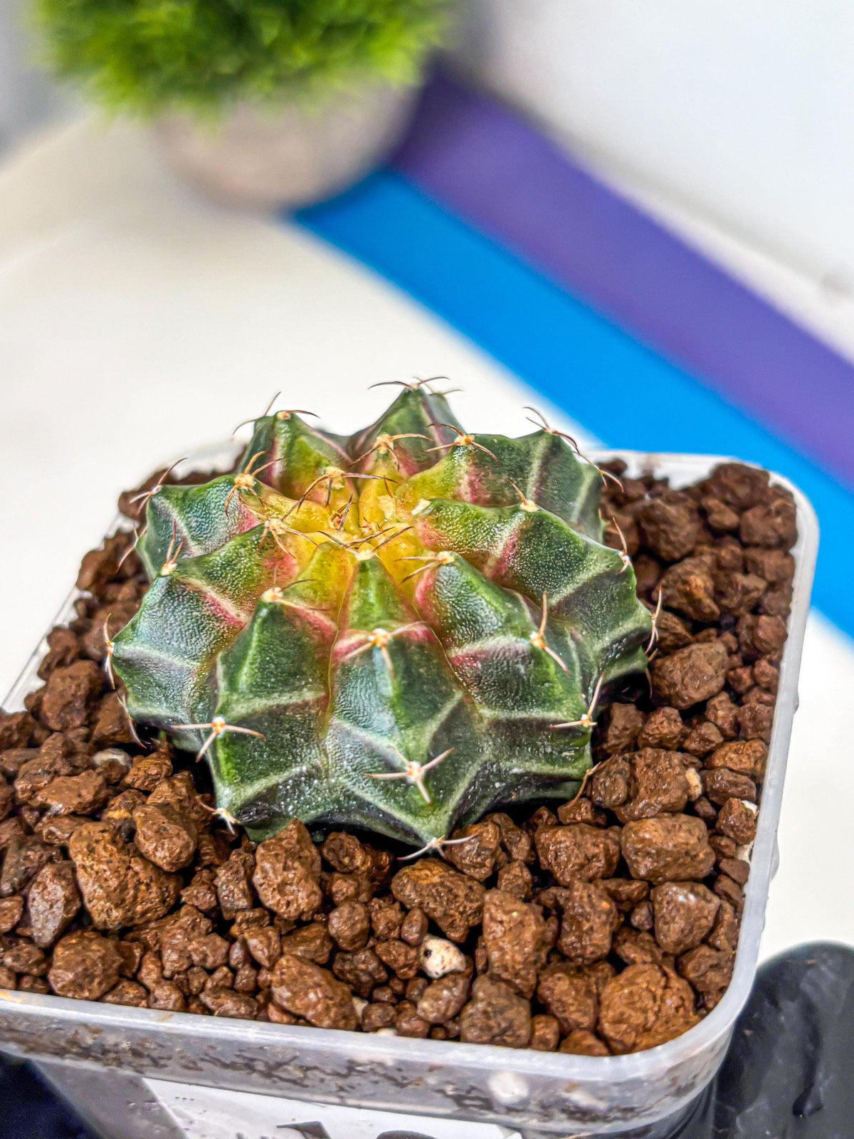 Gymnocalycium Neon (gy16) (12) | Variegated cactus