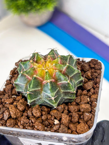 Gymnocalycium Neon (gy16) (12) | Variegated cactus