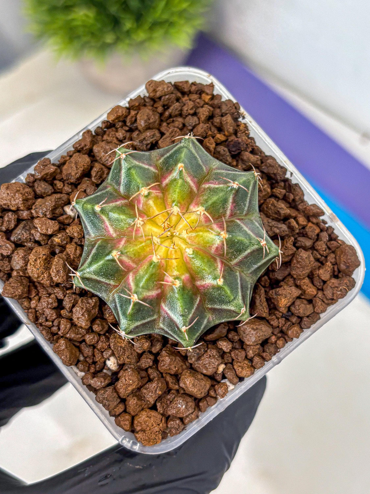 Gymnocalycium Neon (gy16) (12) | Variegated cactus