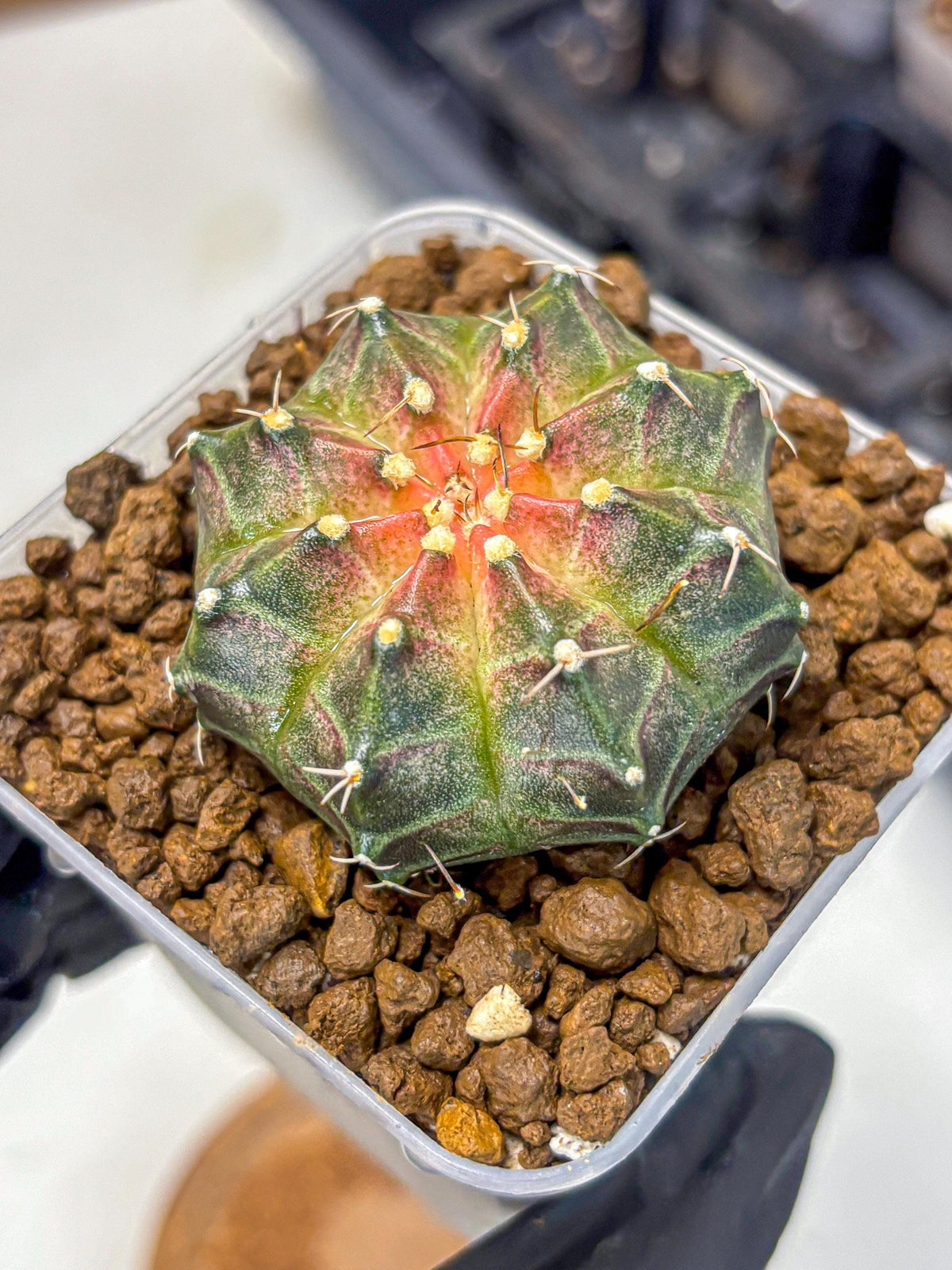 Gymnocalycium Neon (gy16) (13) | Variegated cactus