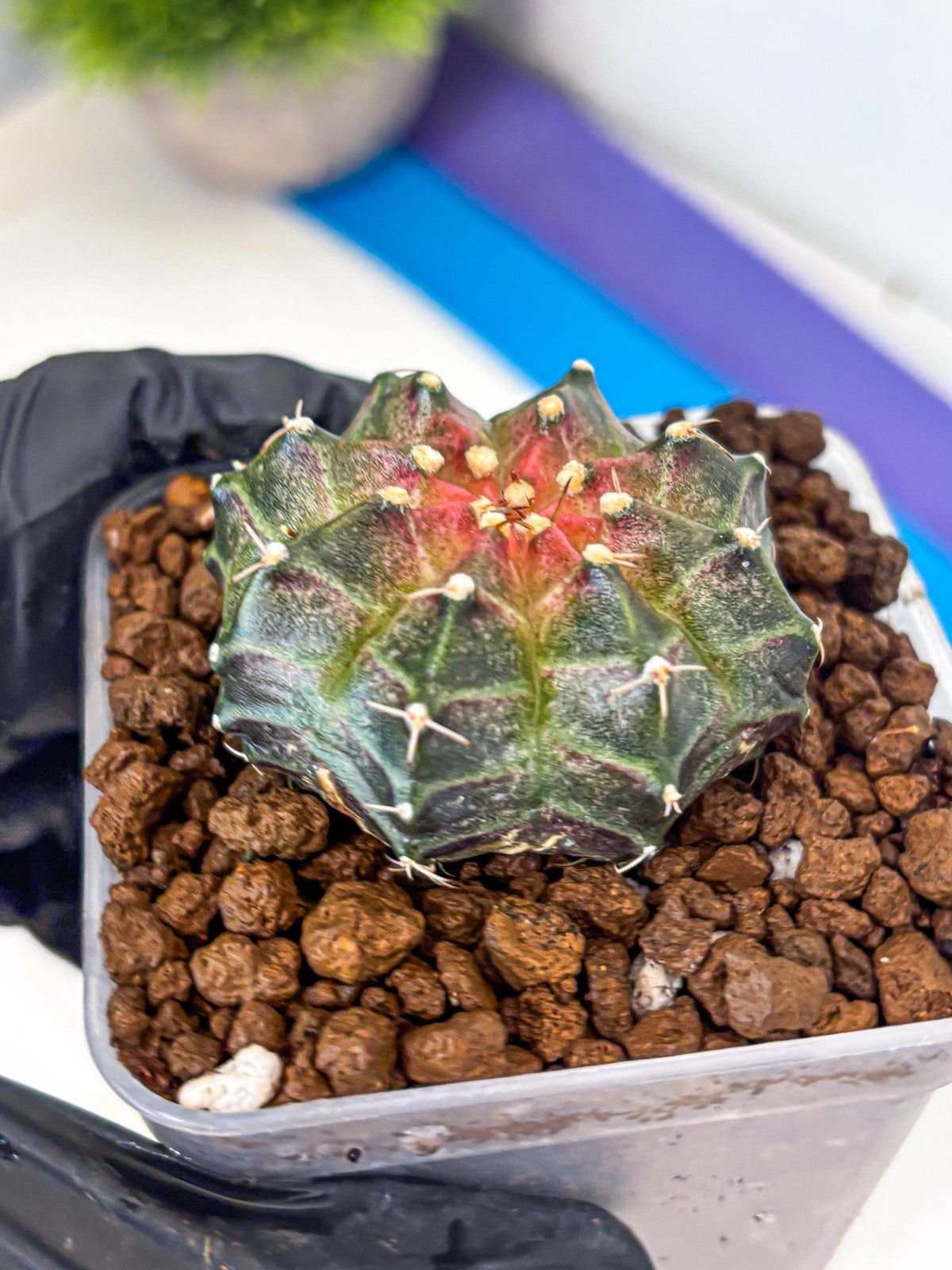 Gymnocalycium Neon (gy16) (13) | Variegated cactus