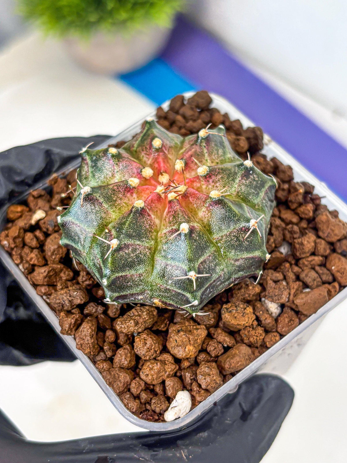 Gymnocalycium Neon (gy16) (13) | Variegated cactus