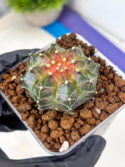 Gymnocalycium Neon (gy16) (13) | Variegated cactus
