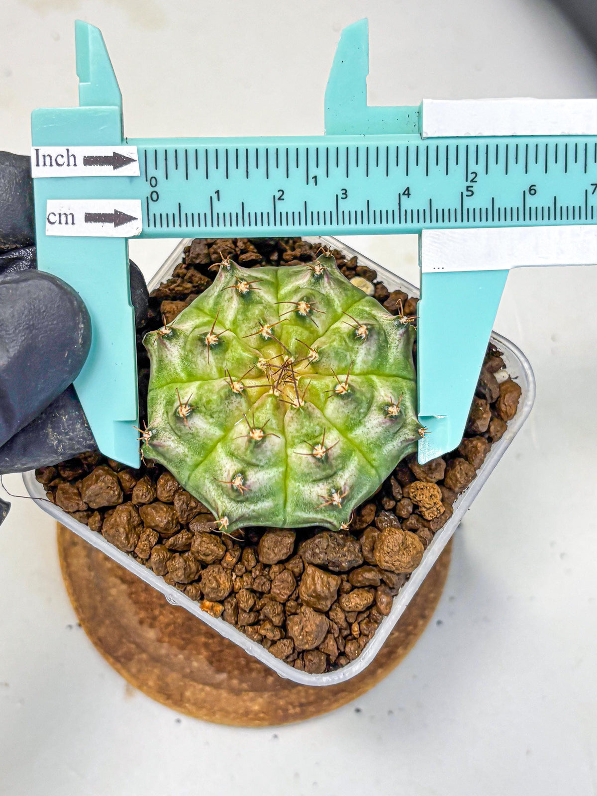 Gymnocalycium Neon (gy16) (14) | Variegated cactus
