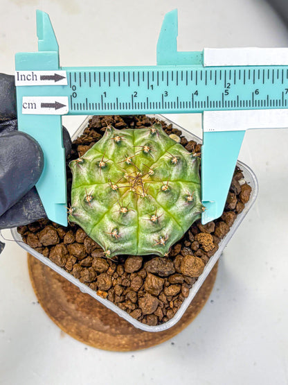 Gymnocalycium Neon (gy16) (14) | Variegated cactus