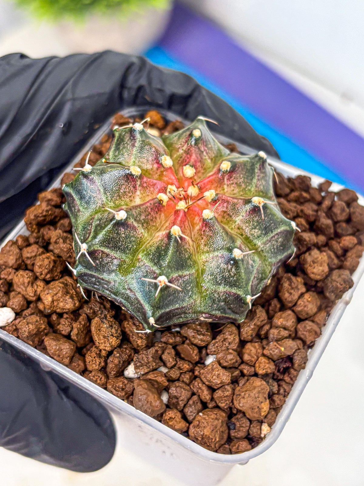 Gymnocalycium Neon (gy16) (13) | Variegated cactus