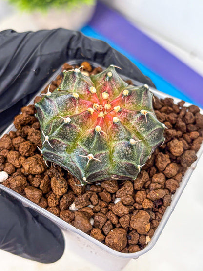 Gymnocalycium Neon (gy16) (13) | Variegated cactus