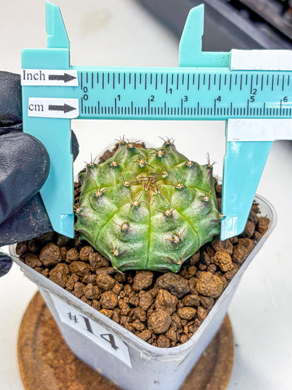 Gymnocalycium Neon (gy16) (14) | Variegated cactus