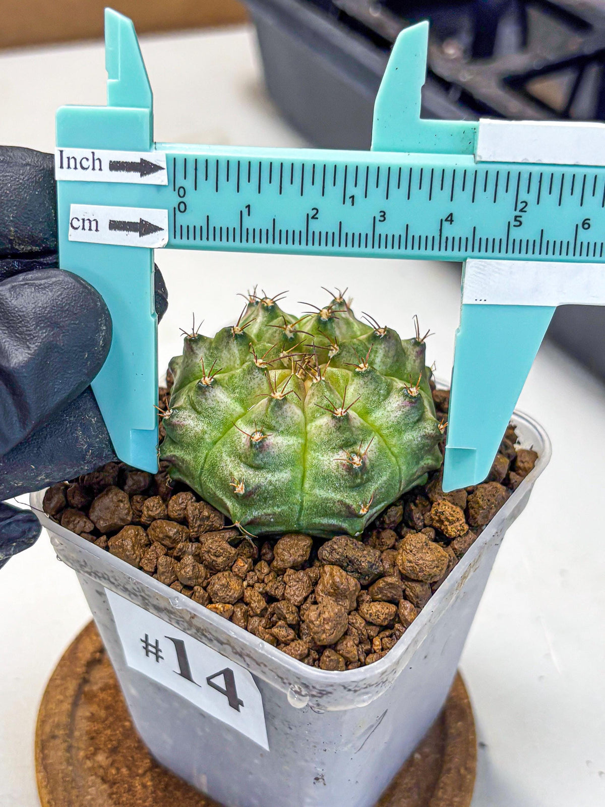 Gymnocalycium Neon (gy16) (14) | Variegated cactus