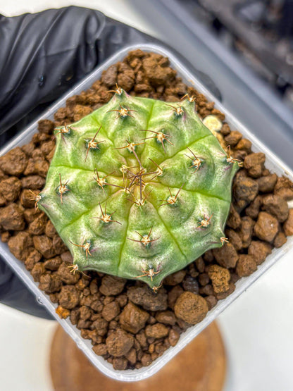 Gymnocalycium Neon (gy16) (14) | Variegated cactus