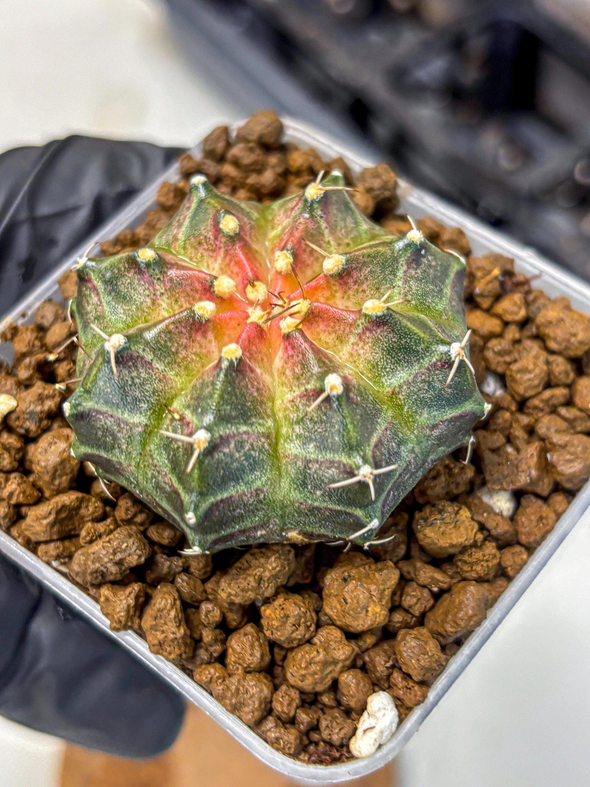 Gymnocalycium Neon (gy16) (13) | Variegated cactus