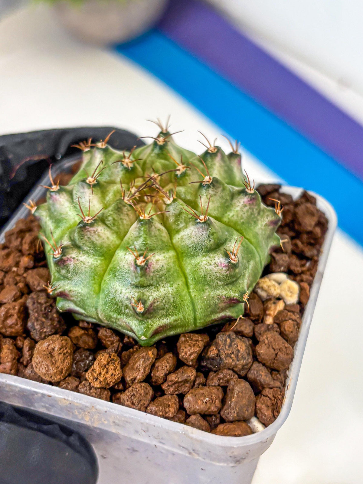 Gymnocalycium Neon (gy16) (14) | Variegated cactus