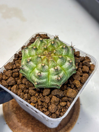Gymnocalycium Neon (gy16) (14) | Variegated cactus