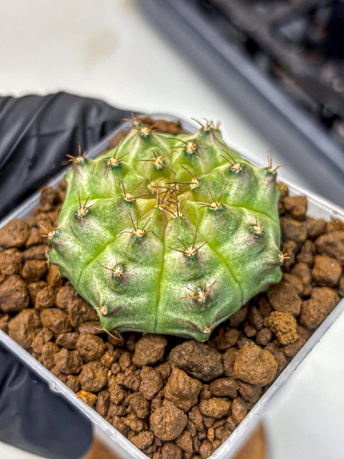 Gymnocalycium Neon (gy16) (14) | Variegated cactus