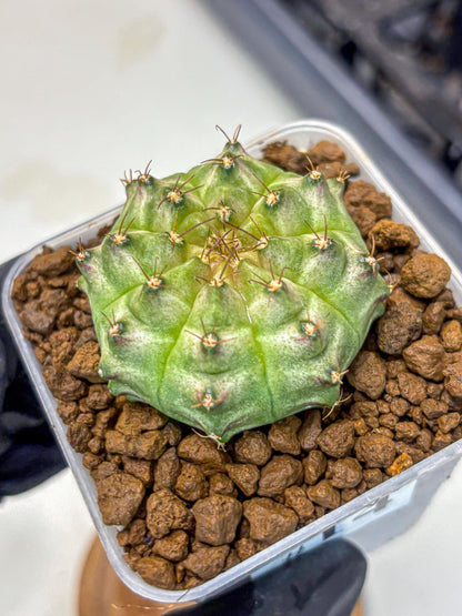 Gymnocalycium Neon (gy16) (14) | Variegated cactus