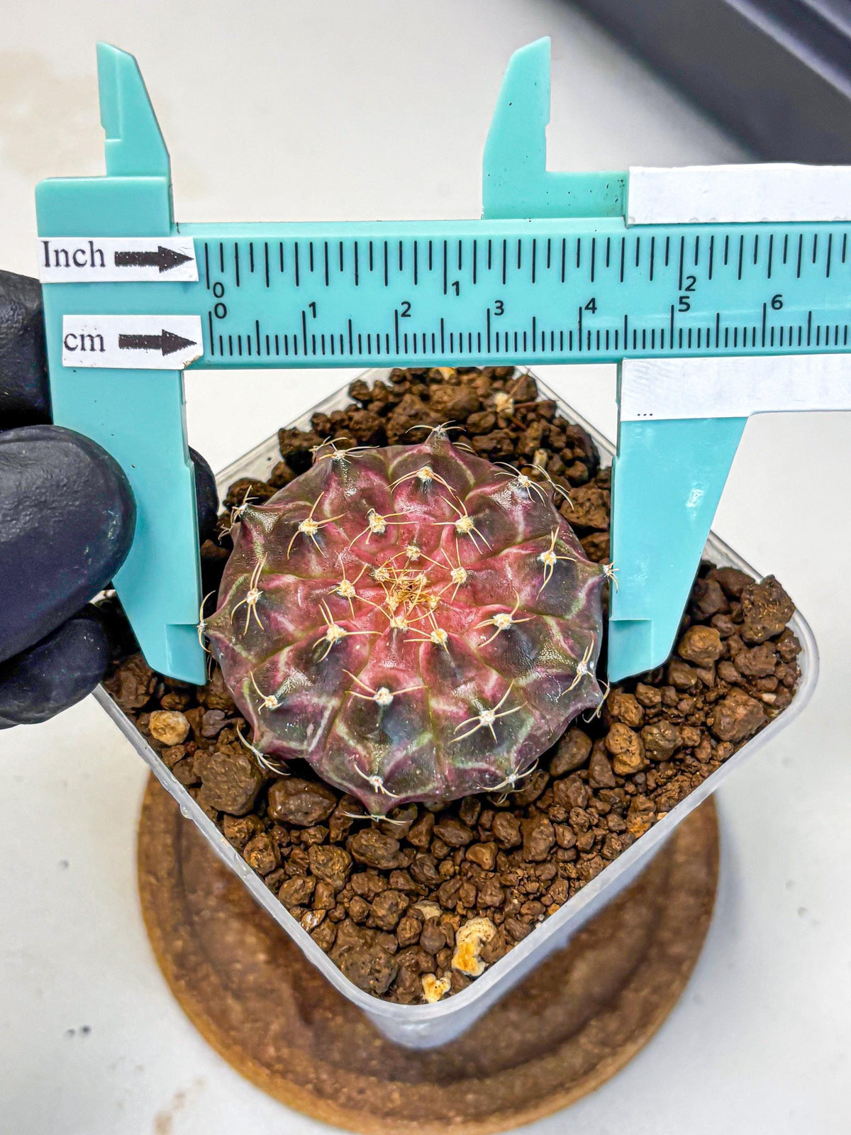 Gymnocalycium Neon (gy16) (18) | Variegated cactus