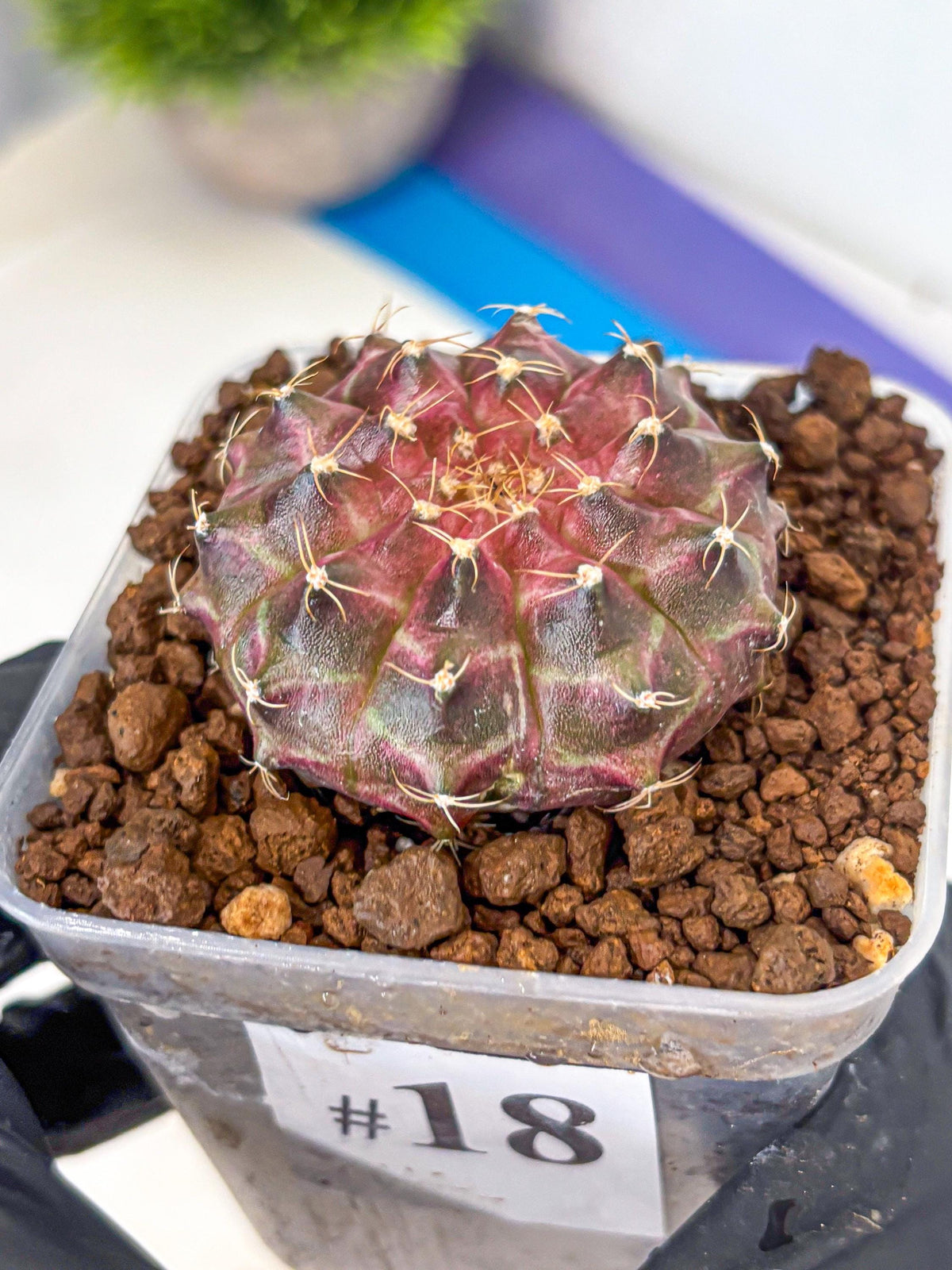 Gymnocalycium Neon (gy16) (18) | Variegated cactus