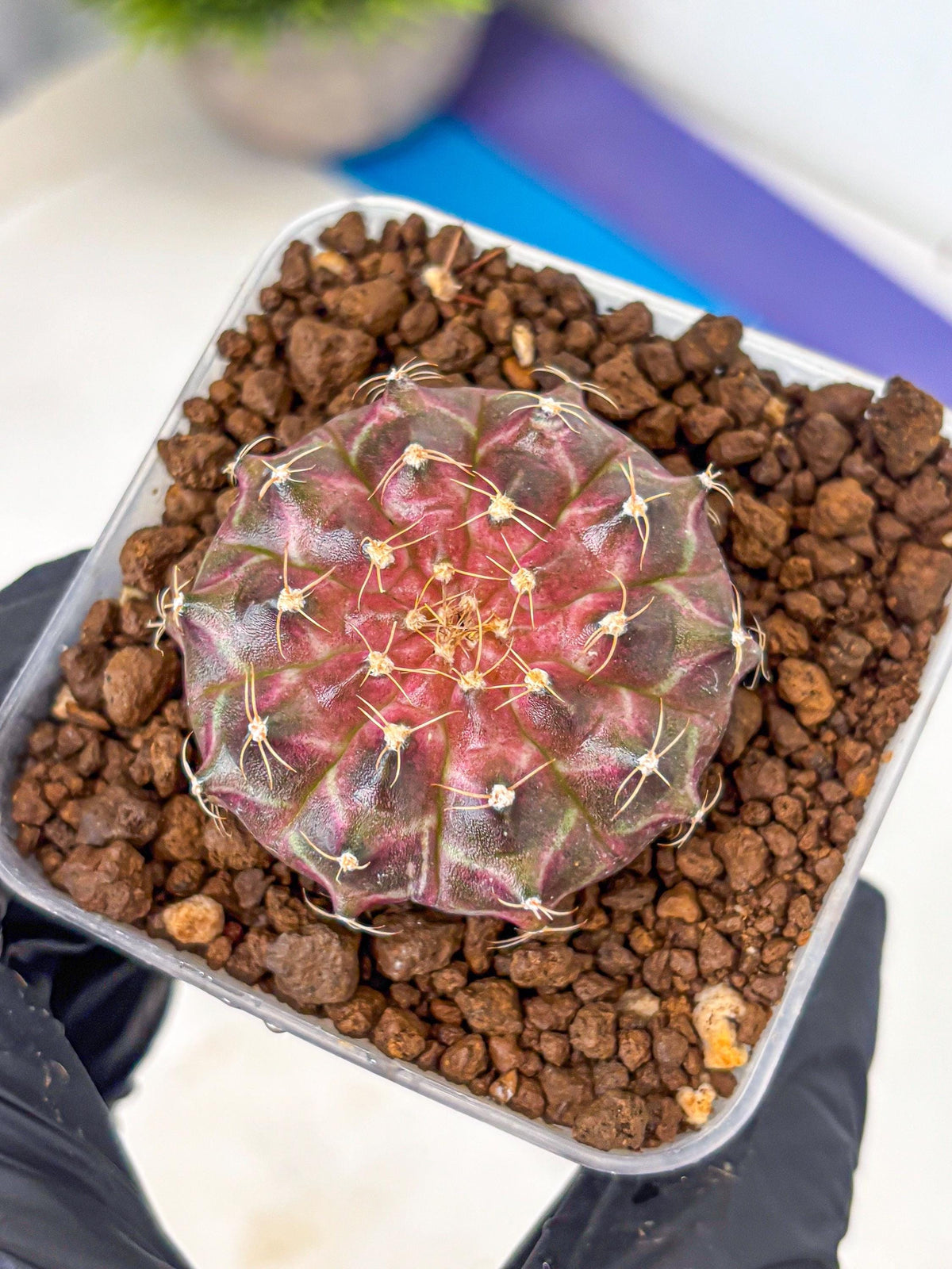 Gymnocalycium Neon (gy16) (18) | Variegated cactus