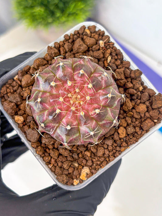 Gymnocalycium Neon (gy16) (18) | Variegated cactus