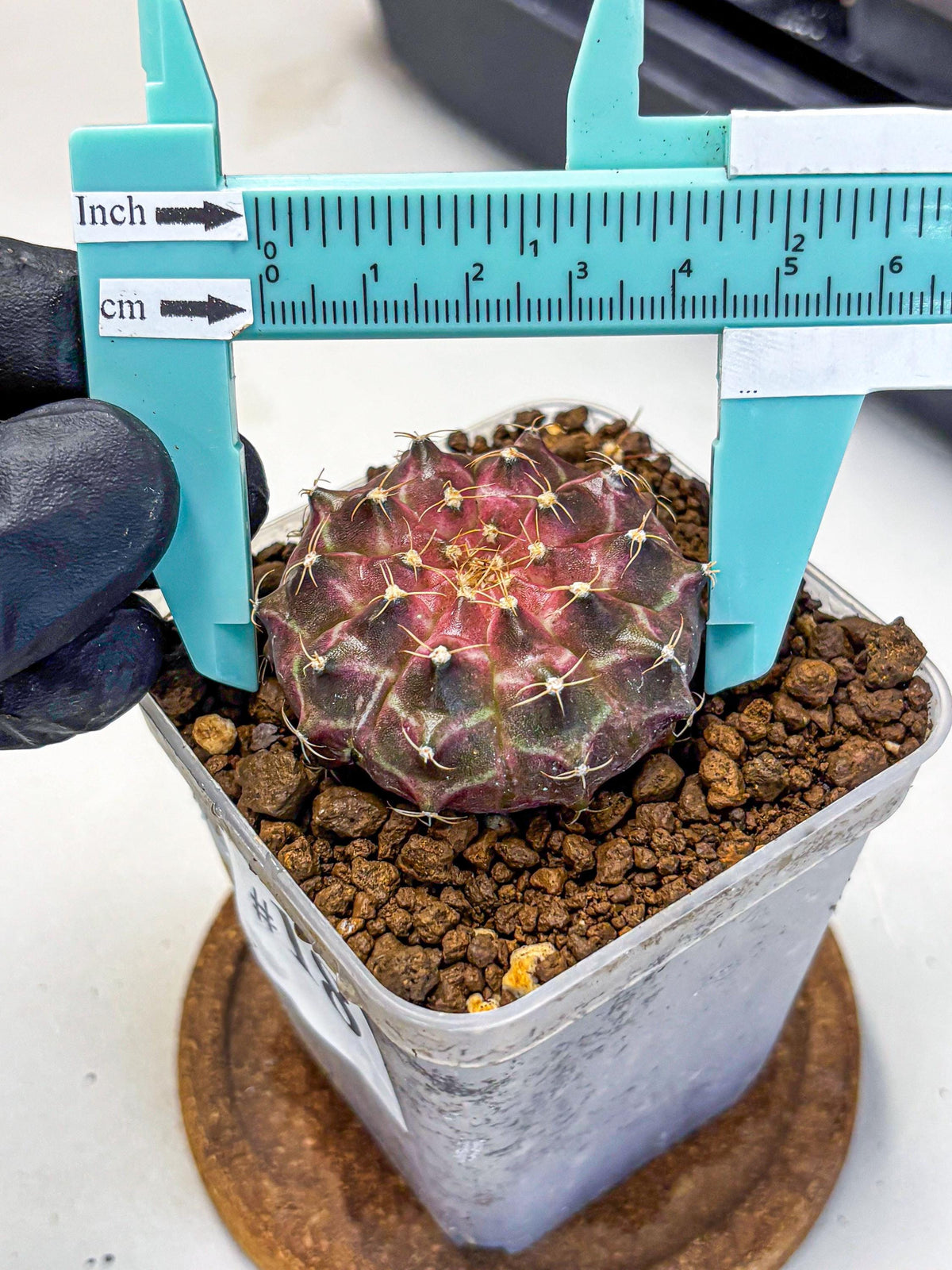 Gymnocalycium Neon (gy16) (18) | Variegated cactus