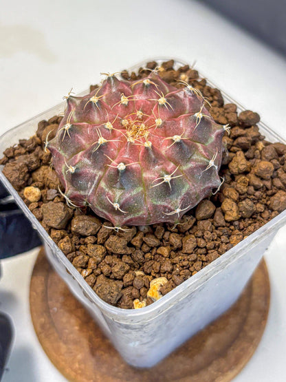 Gymnocalycium Neon (gy16) (18) | Variegated cactus