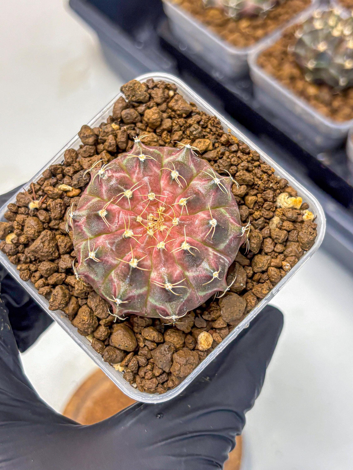 Gymnocalycium Neon (gy16) (18) | Variegated cactus