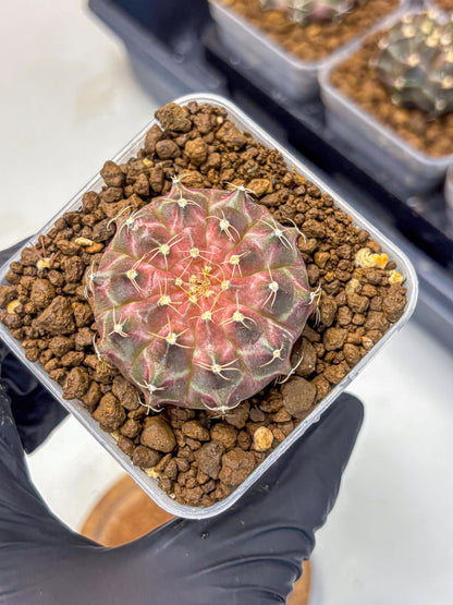 Gymnocalycium Neon (gy16) (18) | Variegated cactus