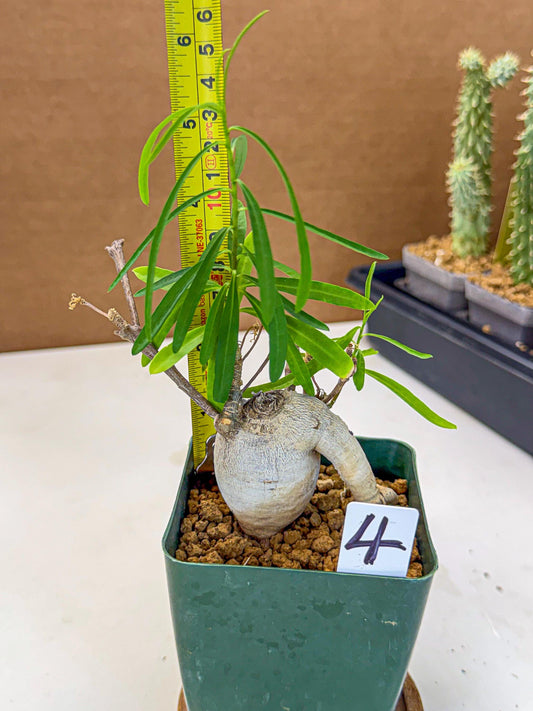 Euphorb Hedyotoides (4) | Cactus Bonsai