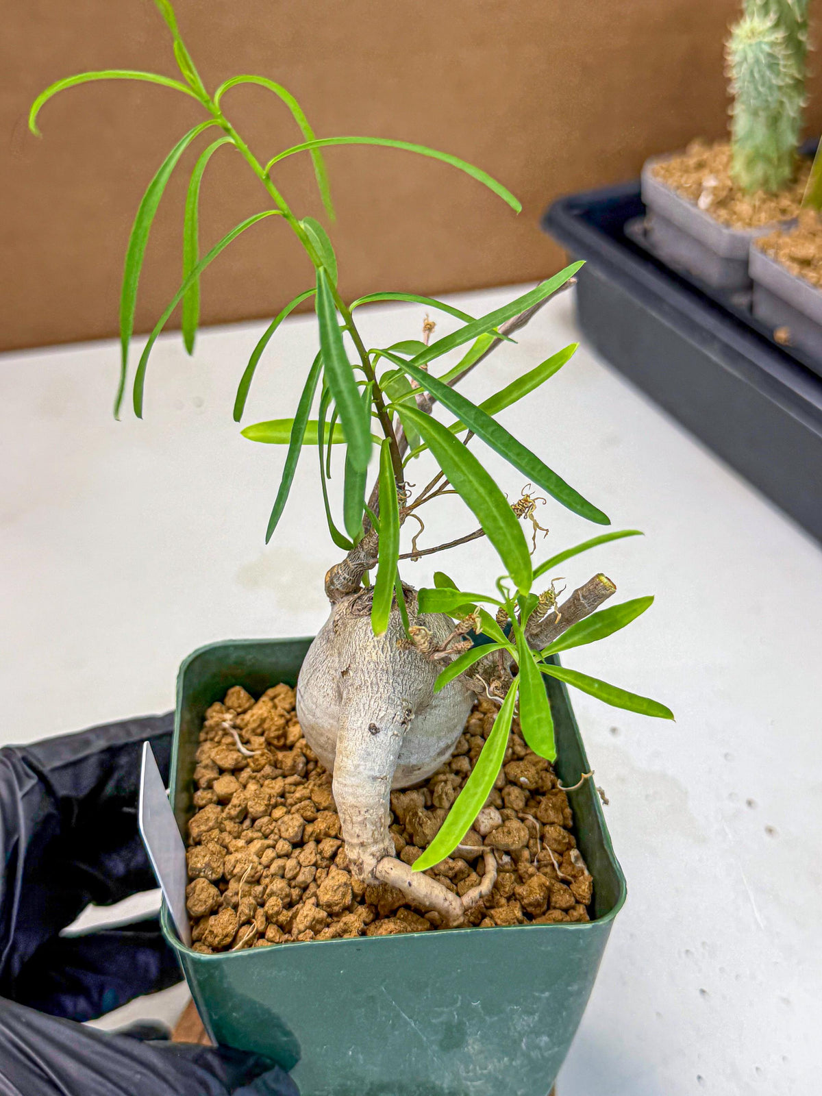 Euphorb Hedyotoides (4) | Cactus Bonsai