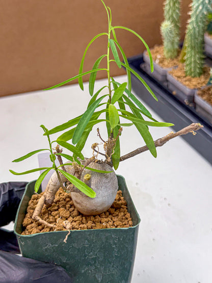 Euphorb Hedyotoides (4) | Cactus Bonsai