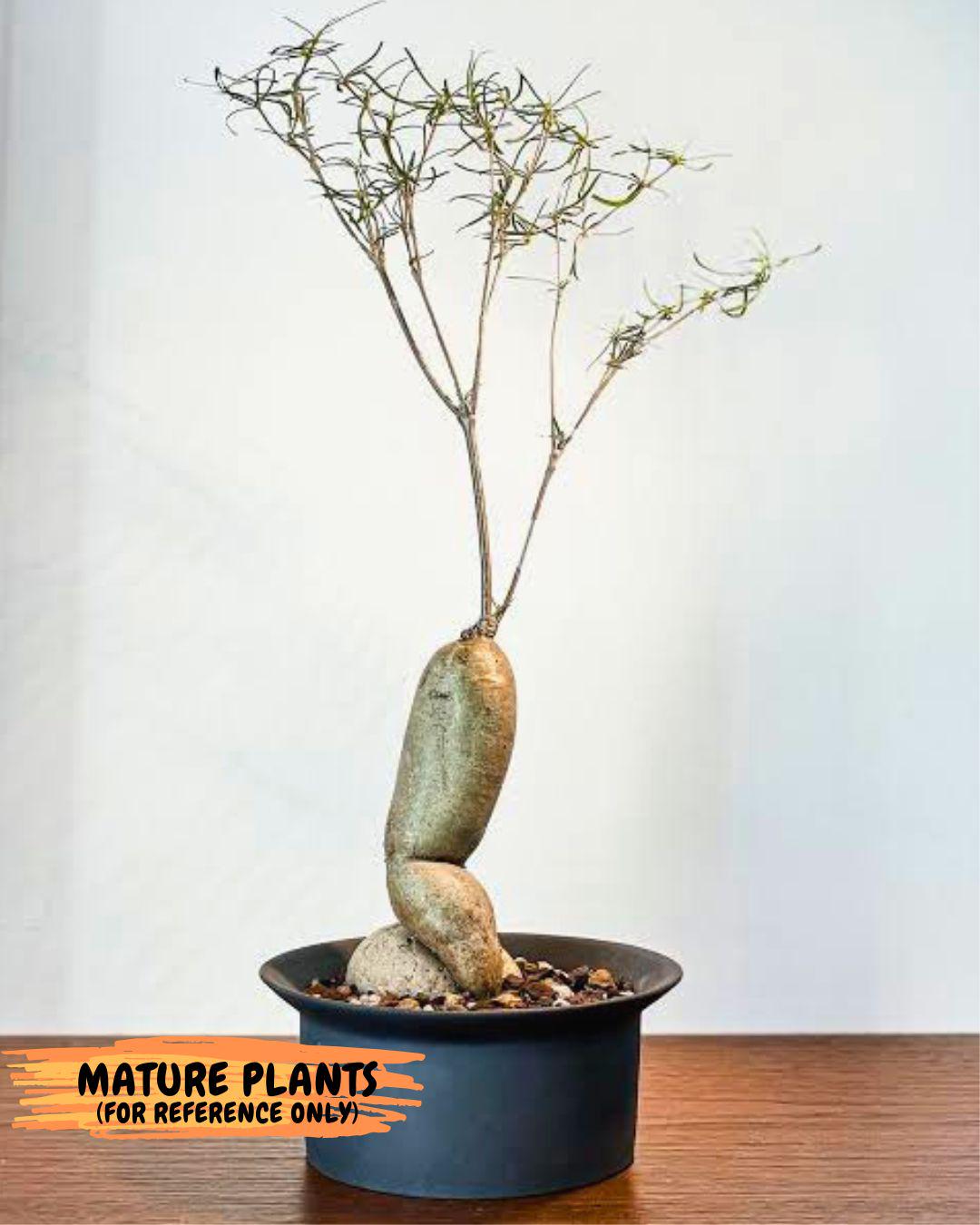 Euphorb Hedyotoides (4) | Cactus Bonsai