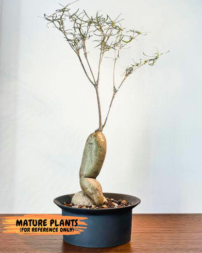 Euphorb Hedyotoides (4) | Cactus Bonsai