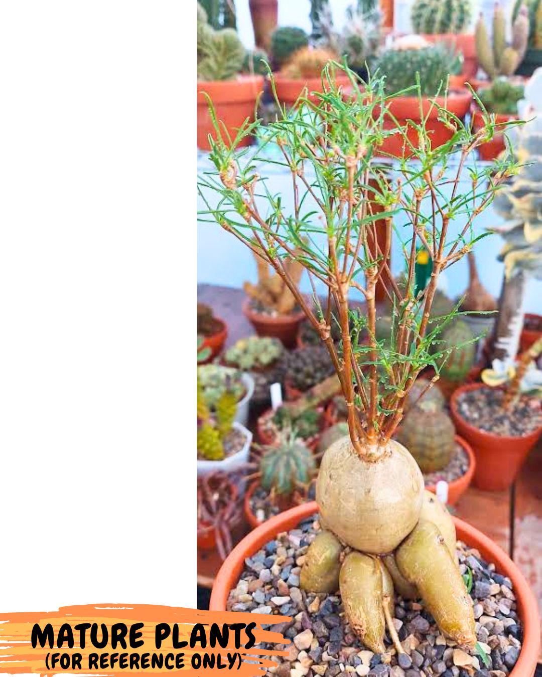 Euphorb Hedyotoides (4) | Cactus Bonsai