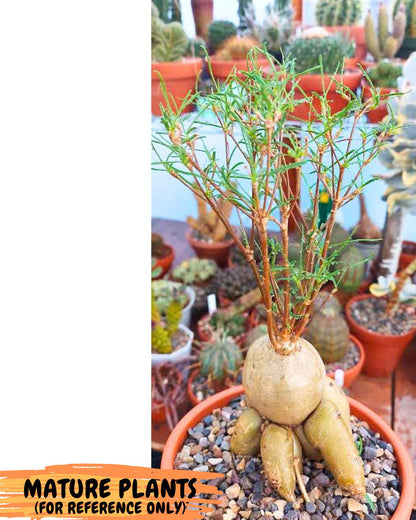 Euphorb Hedyotoides (4) | Cactus Bonsai