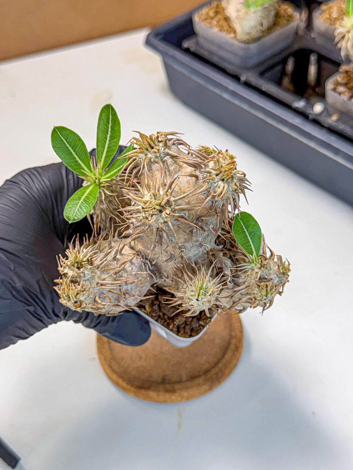 Brevicaule Baker (1) | Rare Plants