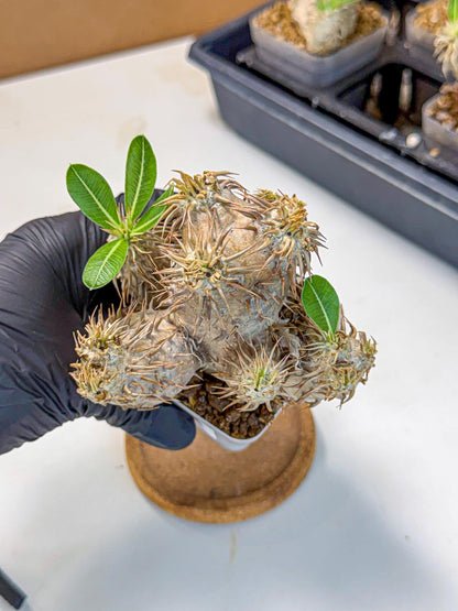 Brevicaule Baker (1) | Rare Plants