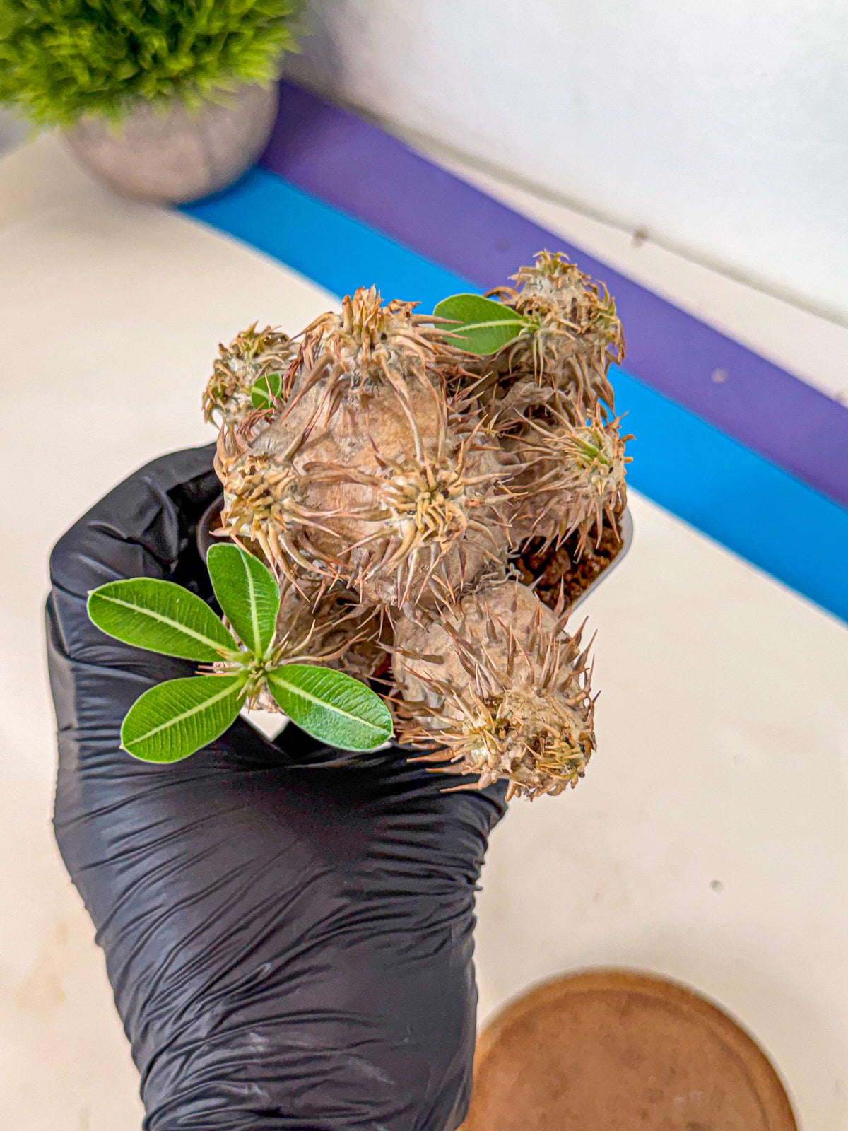 Brevicaule Baker (1) | Rare Plants