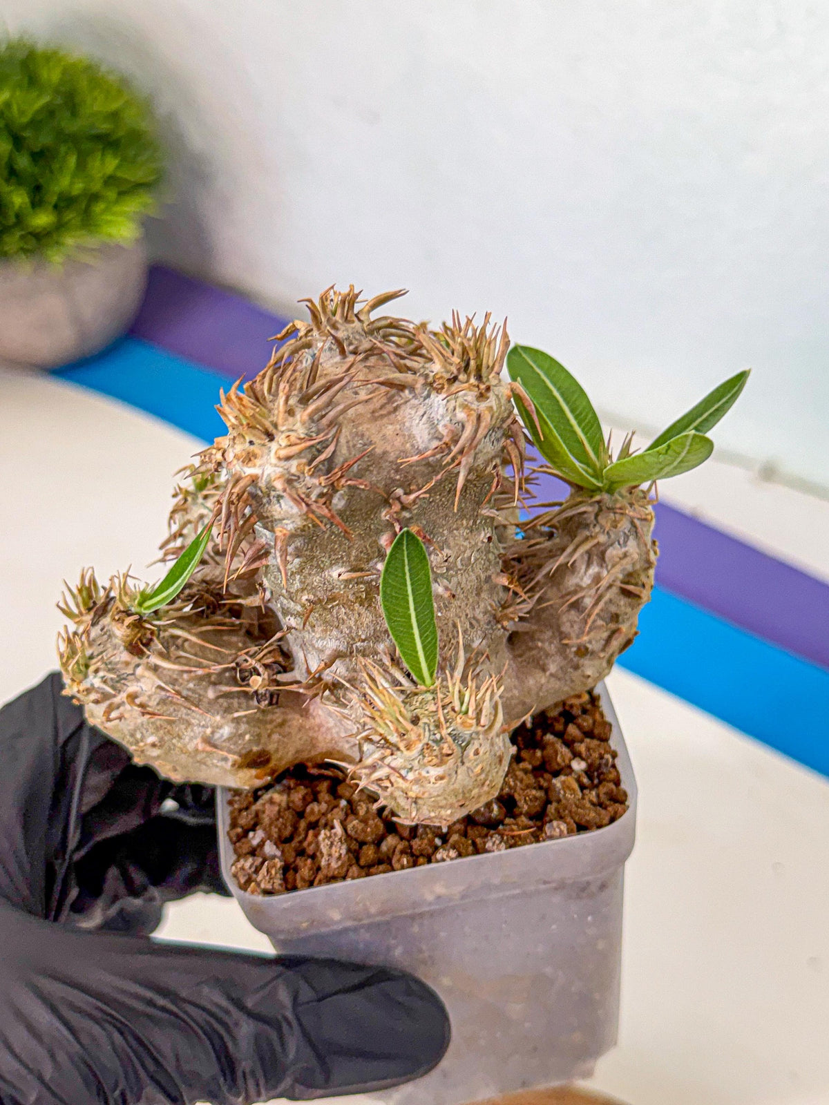 Brevicaule Baker (1) | Rare Plants