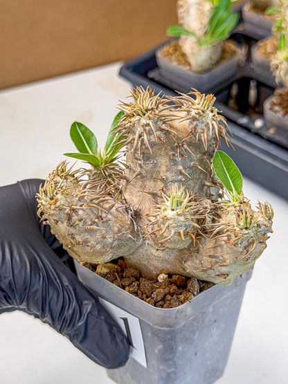 Brevicaule Baker (1) | Rare Plants