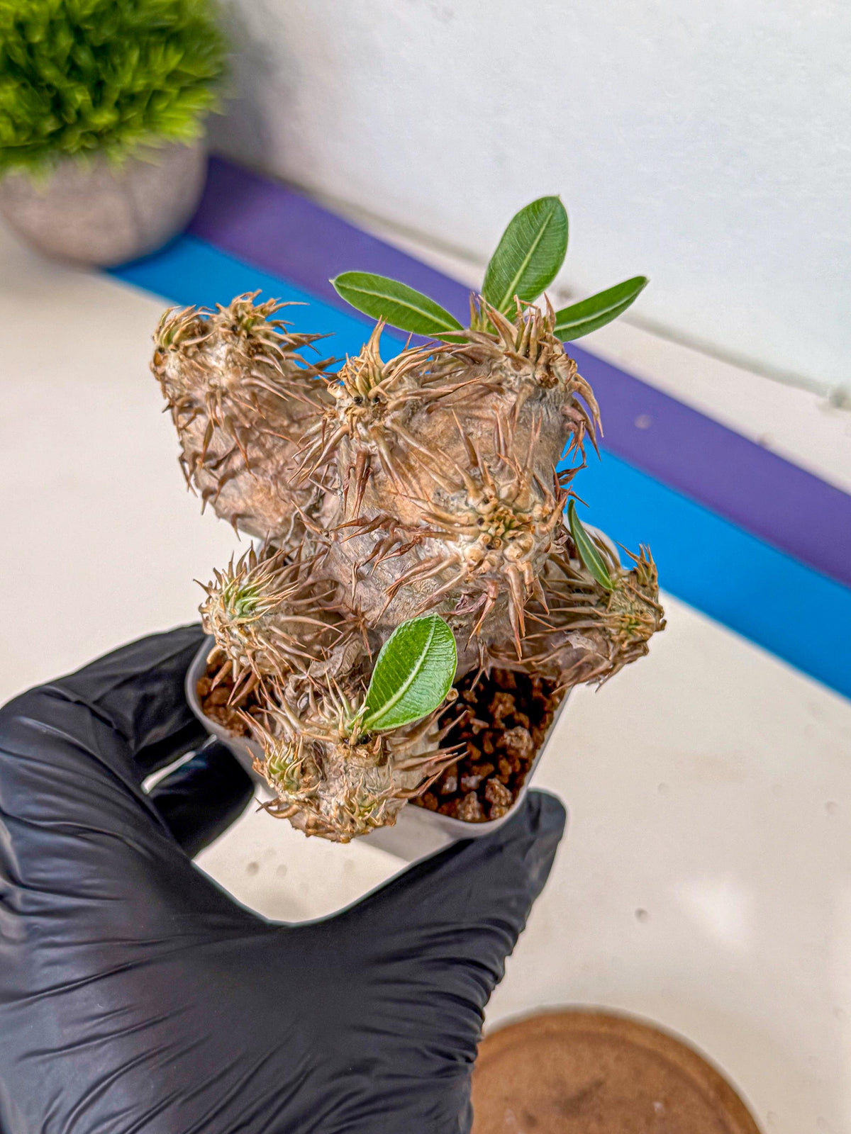 Brevicaule Baker (1) | Rare Plants