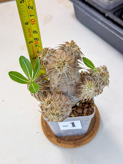 Brevicaule Baker (1) | Rare Plants