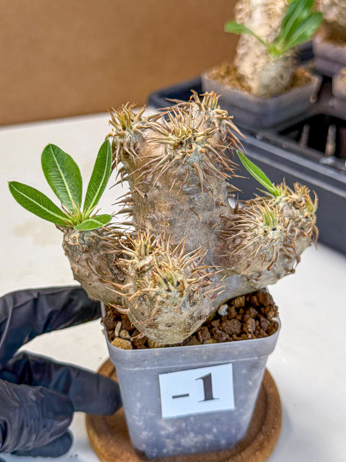 Brevicaule Baker (1) | Rare Plants