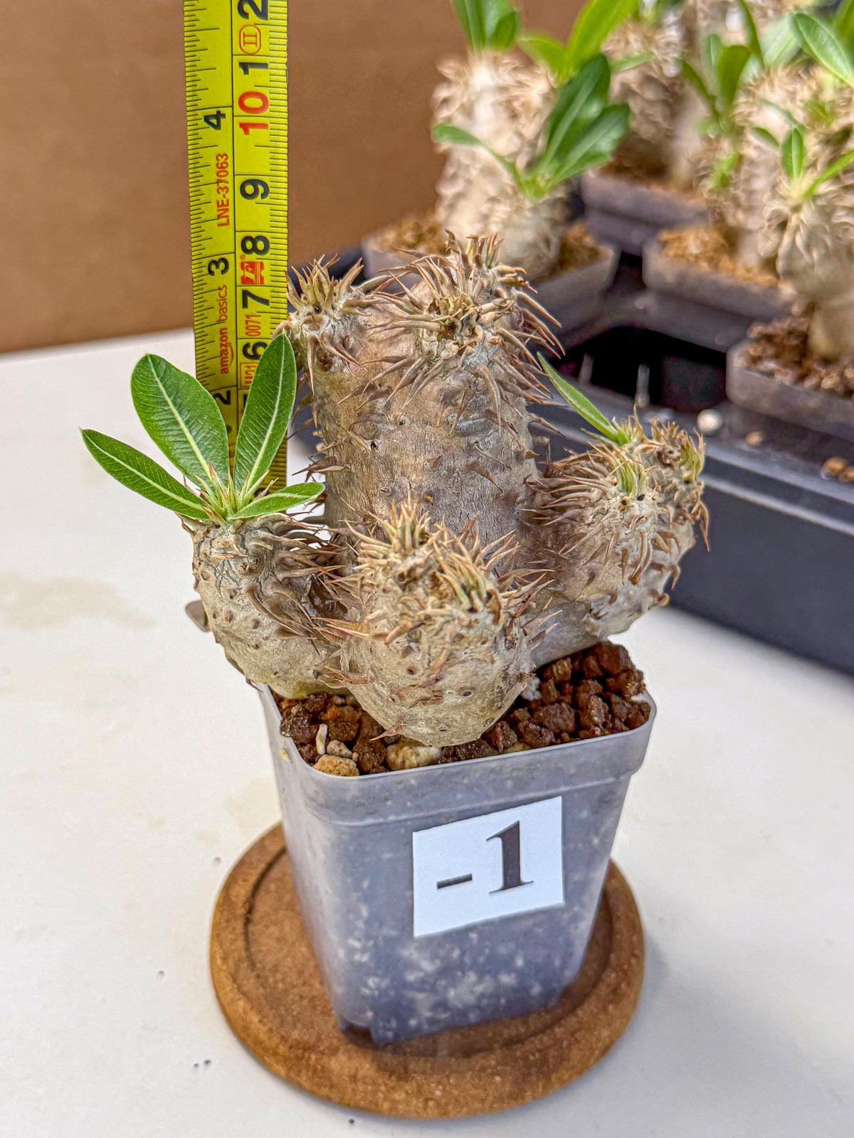 Brevicaule Baker (1) | Rare Plants