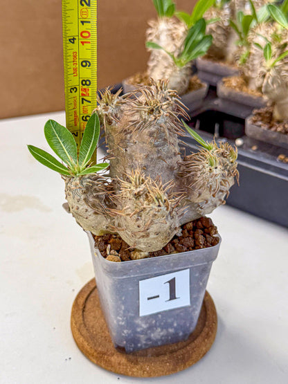 Brevicaule Baker (1) | Rare Plants