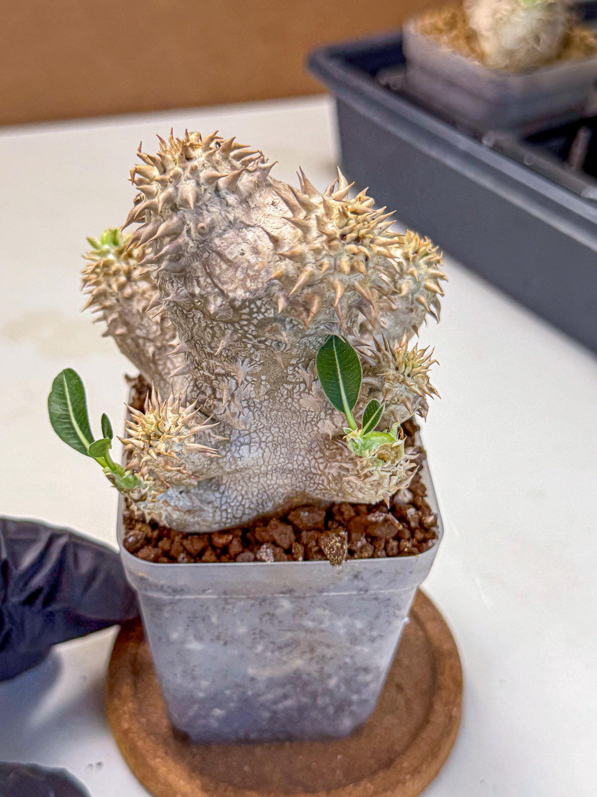 Brevicaule Baker (4) | Rare Plants
